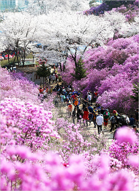 사진