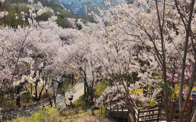 도당산 벚꽃동산