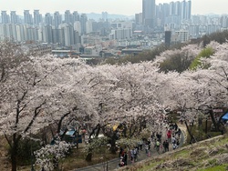 2024년 제26회 부천 도당산 벚꽃축제 