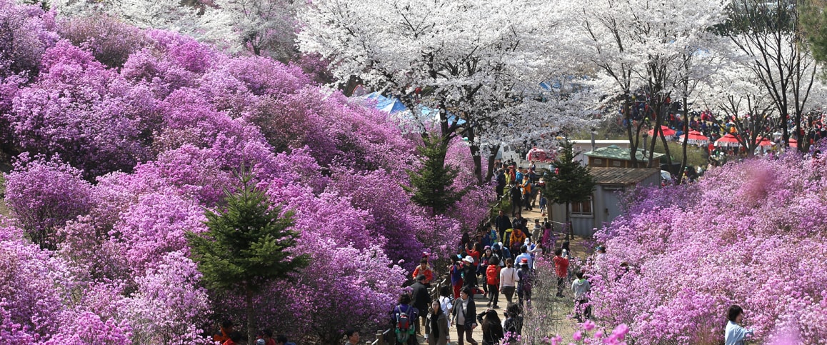 원미산 진달래 축제