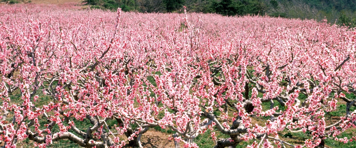 춘덕산 복숭아꽃 축제 사진