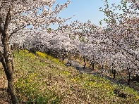 제25회 부천 도당산 벚꽃축제, 4월 8~9일 이틀간 진행