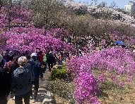 4년 만에 개최된「제23회 부천 원미산 진달래축제」 성료